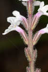 Carolina false vervain